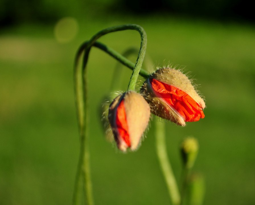 мак - мак - оригинал