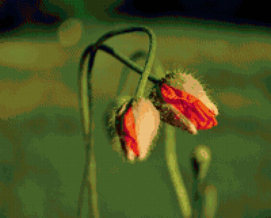 мак - мак - предпросмотр