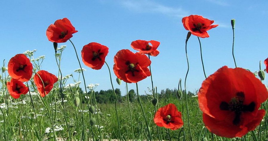 мак - мак - оригинал