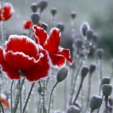 Схема вышивки «мак»