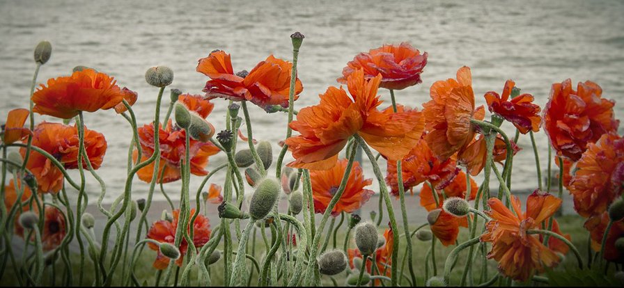 мак - мак - оригинал