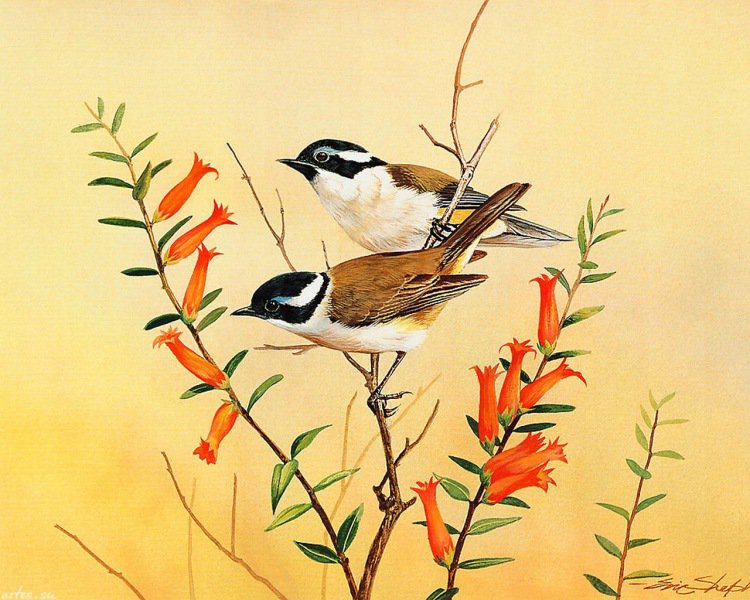 №1219282 - птицы - оригинал