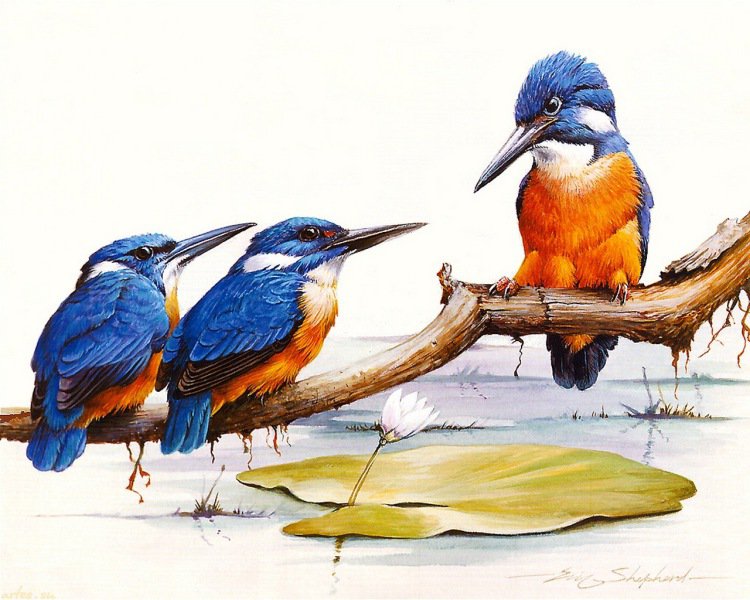 №1219297 - птицы - оригинал