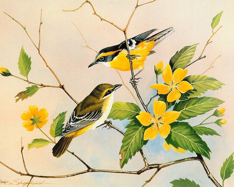 №1219304 - птицы - оригинал