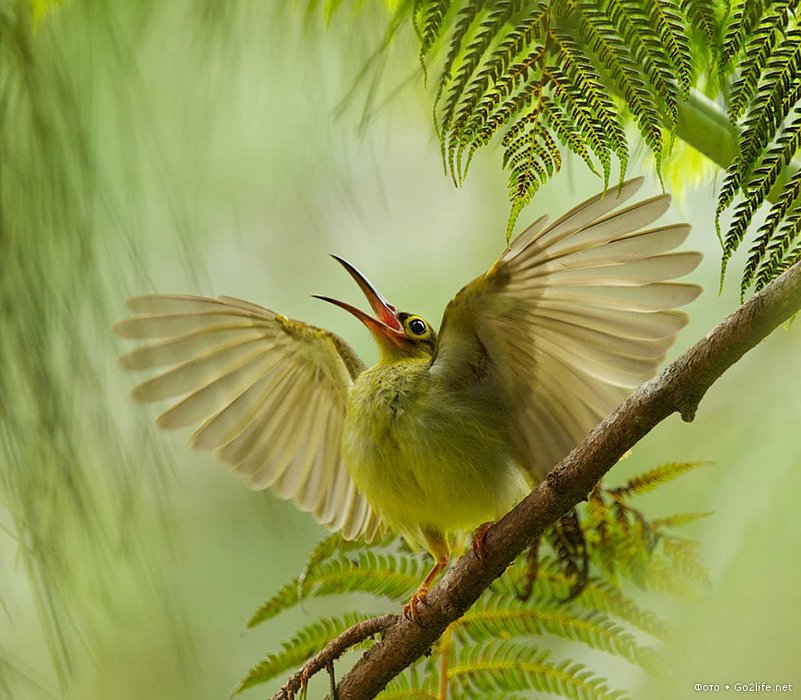 №1219332 - птицы - оригинал