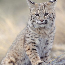 Схема вышивки «№1219355»