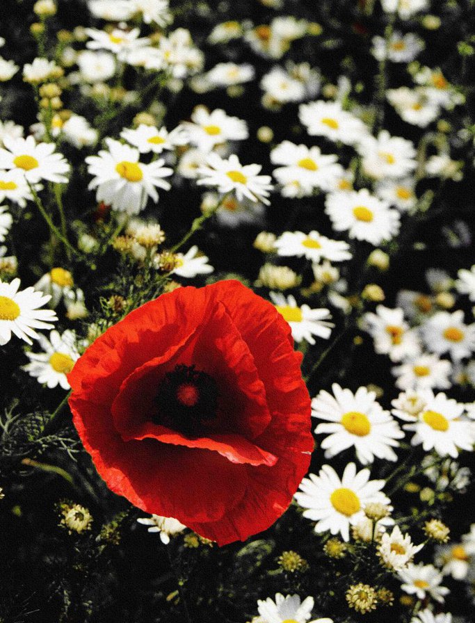 цветы - цветы - оригинал