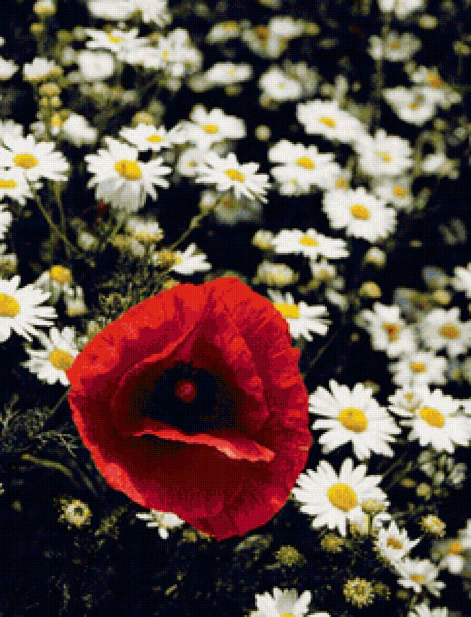 цветы - цветы - предпросмотр