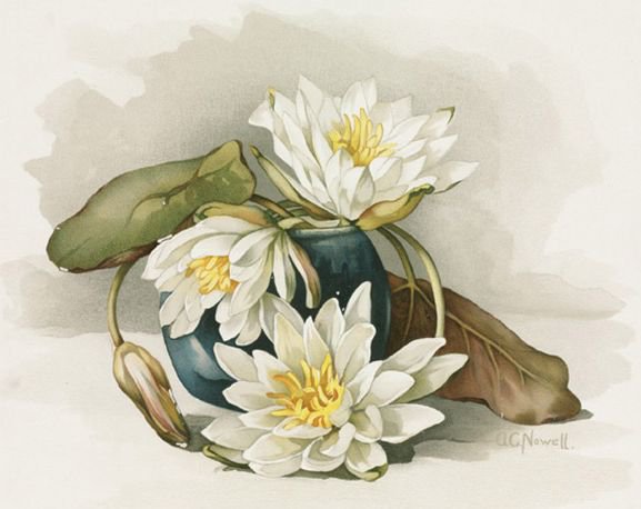 Лотосы - флора, цветы, лотосы, букет, натюрморт - оригинал