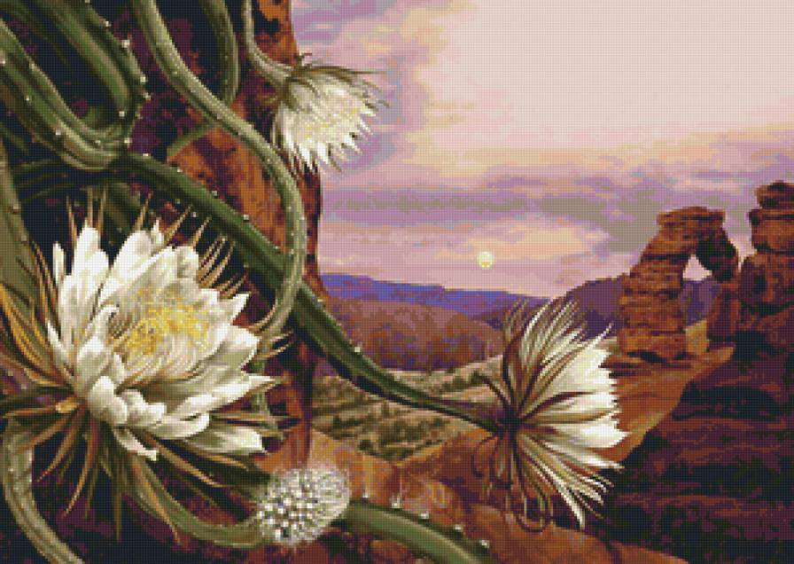 Кактусы - природа, кактус, цветы, пейзаж - предпросмотр