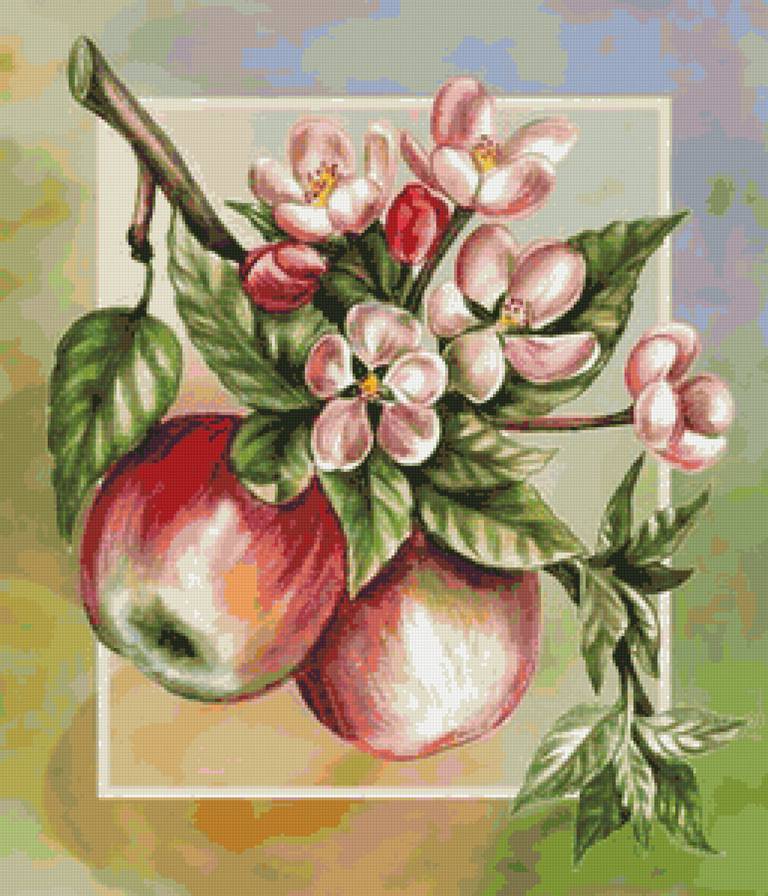 яблоки - фрукты, цветы, натюрморт, яблоки, кухня - предпросмотр