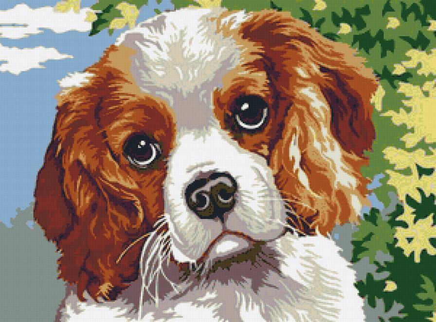 спаниель - собаки, животные, щенки - предпросмотр