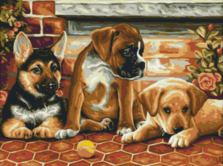 милые щенки - щенки, собаки, животные - предпросмотр