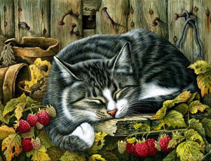 котик - оригинал