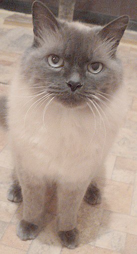 мой котик Микки - коты, котята - оригинал