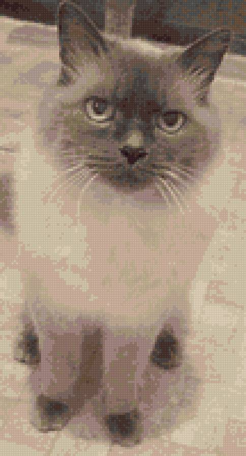 мой котик Микки - коты, котята - предпросмотр