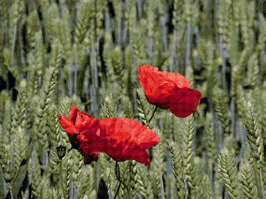 мак - мак - предпросмотр