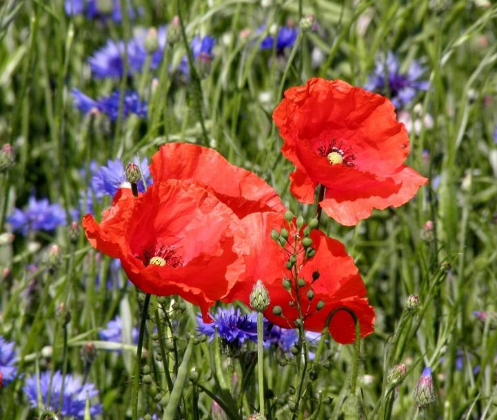 мак - мак - оригинал