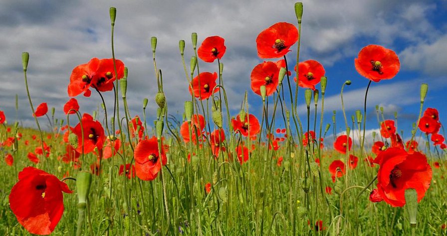 мак - мак - оригинал