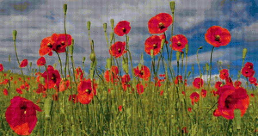 мак - мак - предпросмотр