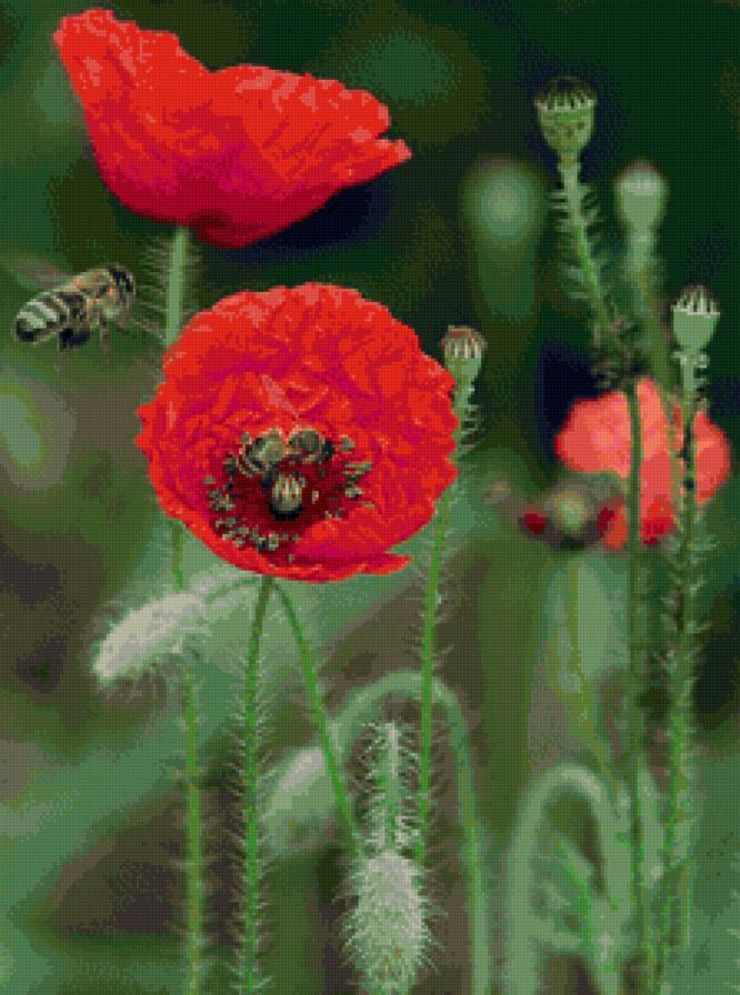 мак - мак - предпросмотр