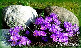 крокусы у камней - весна, камни, крокусы, цветы - оригинал