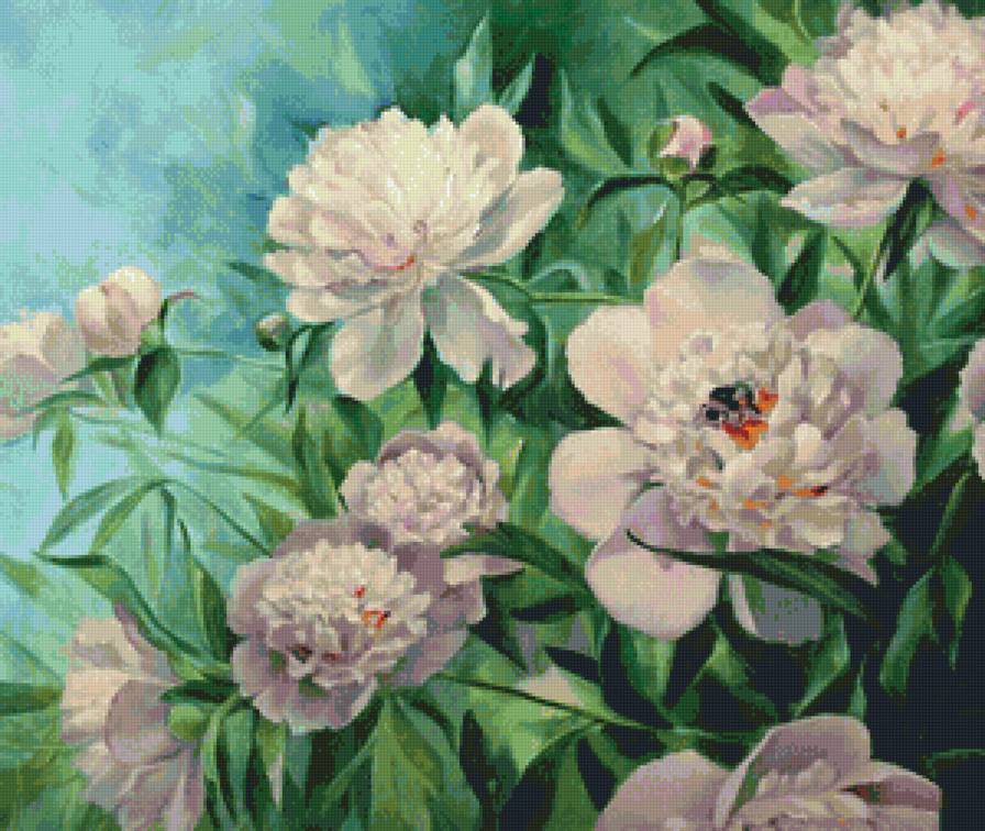 Шмель на пионе - насекомые, флора, цветы, пионы, натюрморт, букет - предпросмотр