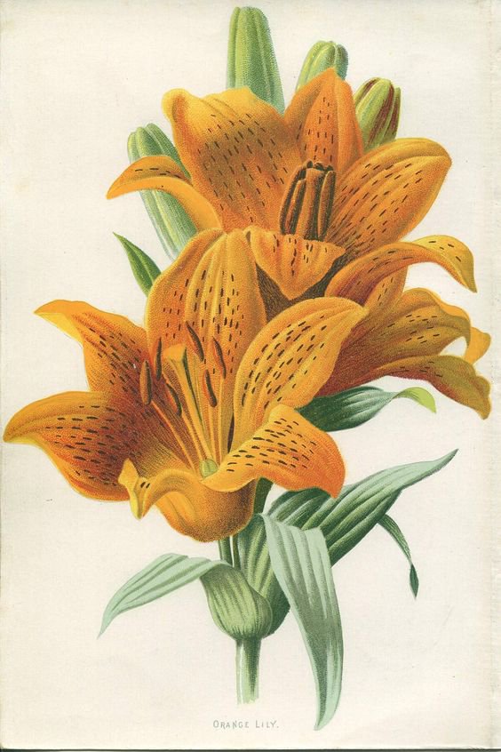 оранжевые лилии - оригинал