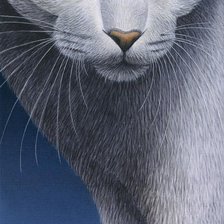 Схема вышивки «кошачий портрет»