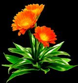 Схема вышивки «календула»