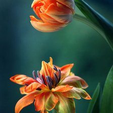 Схема вышивки «№1221134»