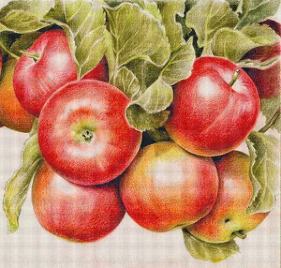 Яблоки - фрукты - предпросмотр