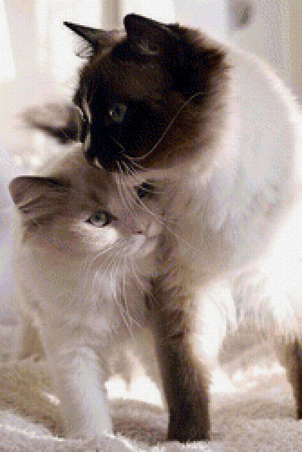 Киски - кошка - предпросмотр