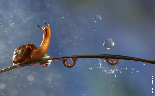 Улитка под дождем - оригинал