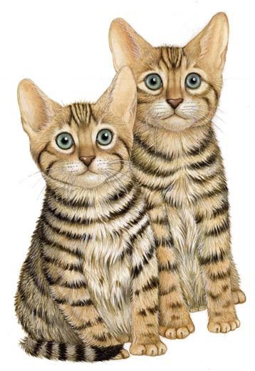 два котенка - оригинал