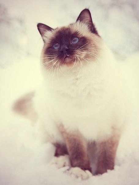 Кошка - кошка, зима - оригинал