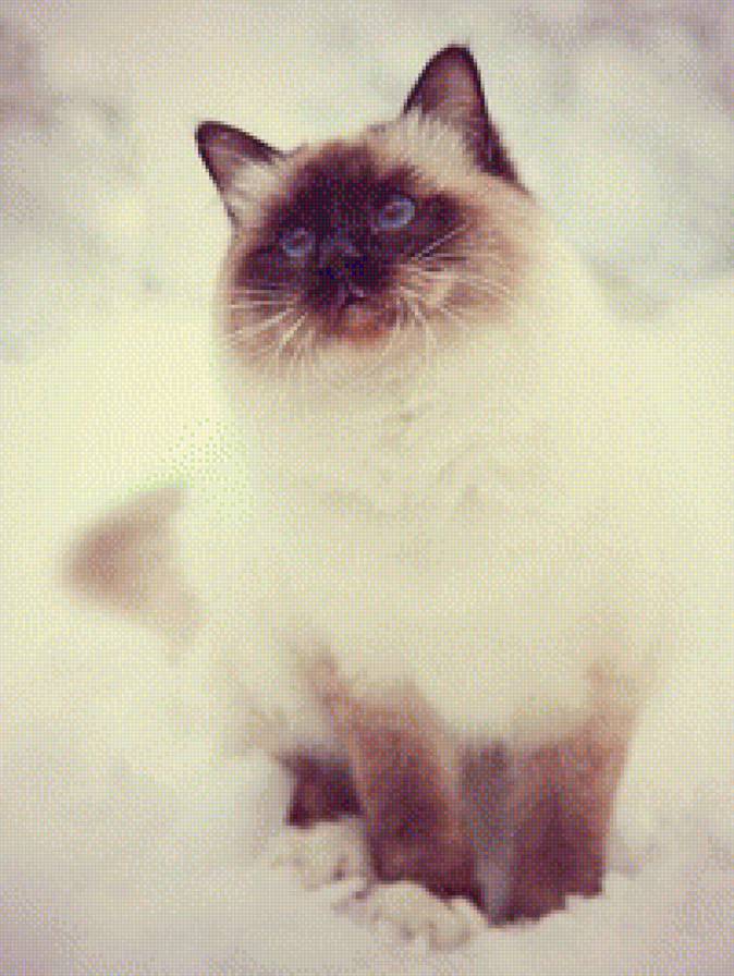 Кошка - кошка, зима - предпросмотр