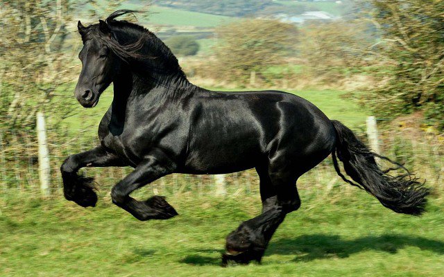 ЧЕРНЫЙ КОНЬ2 - оригинал