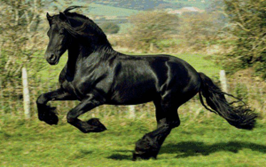 ЧЕРНЫЙ КОНЬ2 - предпросмотр