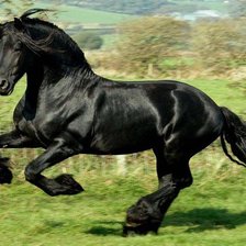 ЧЕРНЫЙ КОНЬ2