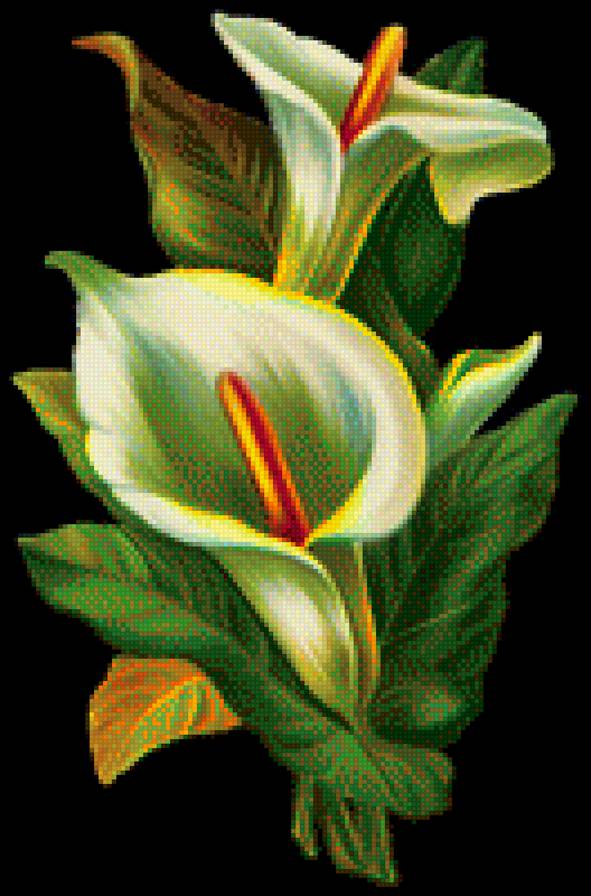 Каллы - каллы, цветы - предпросмотр