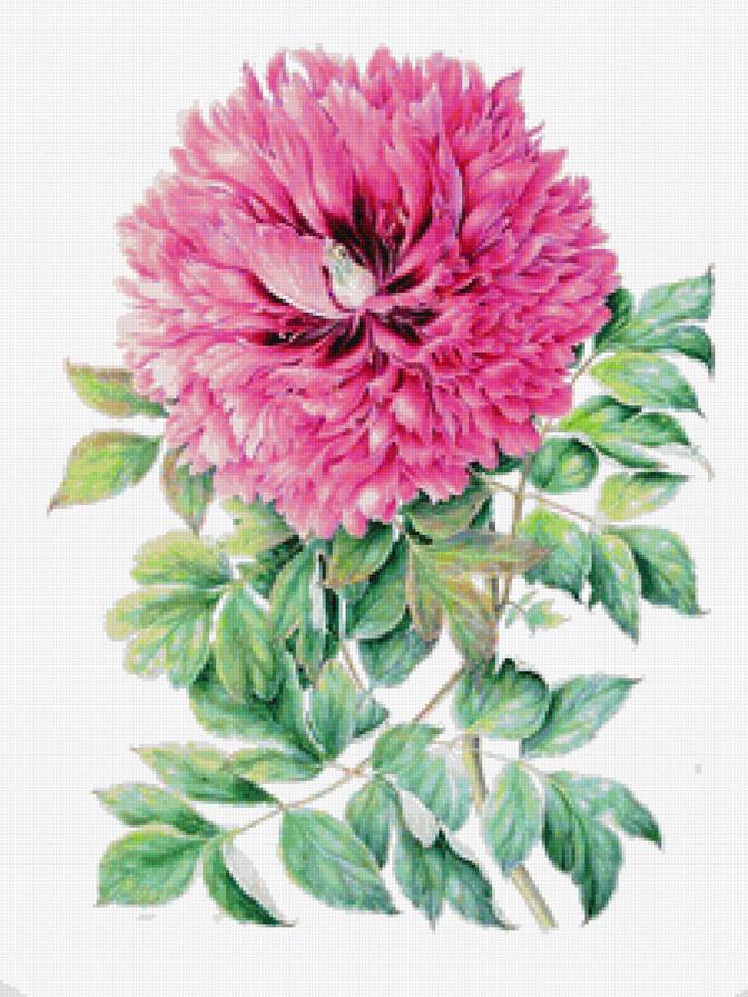 Яркий пион - розовый пион, панель, цветы, пион, панно, живопись, розовые цветы - предпросмотр