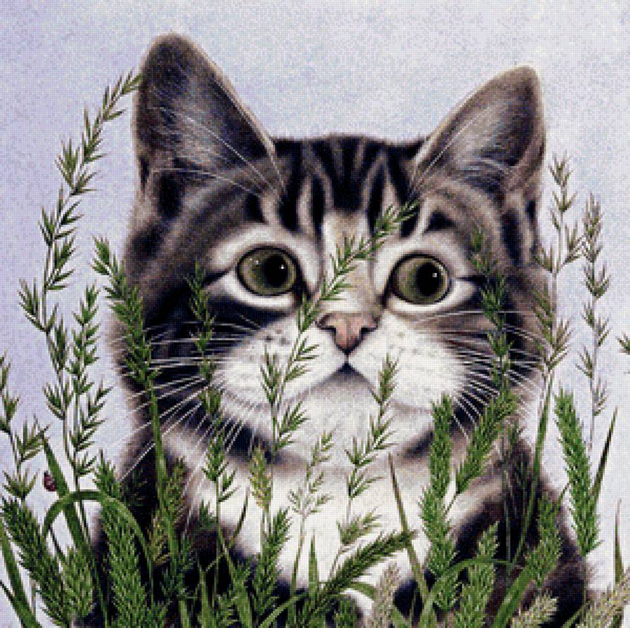 Домашние любимцы - котенок - предпросмотр