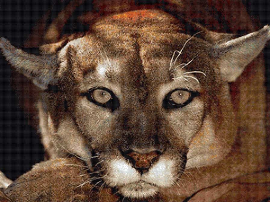 пума - предпросмотр