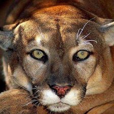 Схема вышивки «пума»