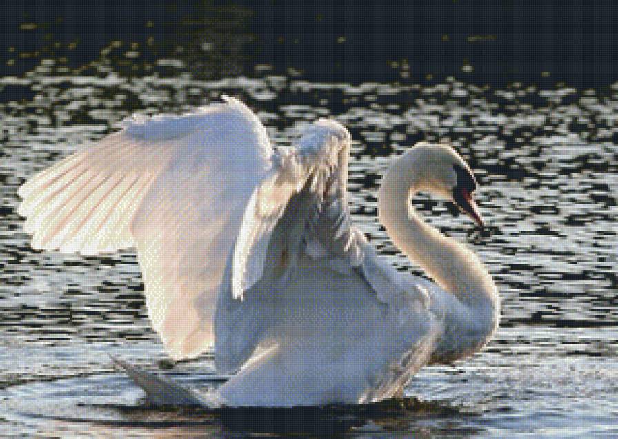 БЕЛЫЙ ЛЕБЕДЬ - лебеди, вода, природа - предпросмотр