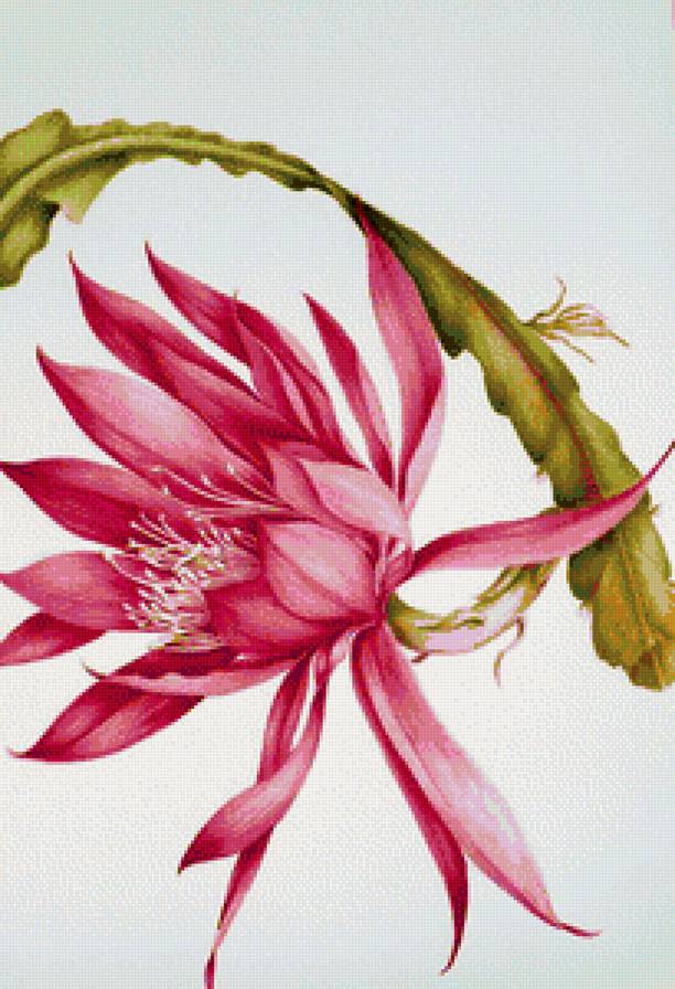 цветок кактуса - предпросмотр