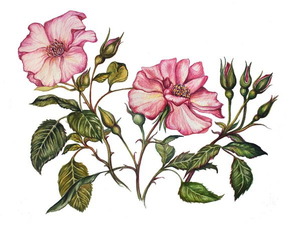 Шиповник - шиповник, цветы, роза - оригинал