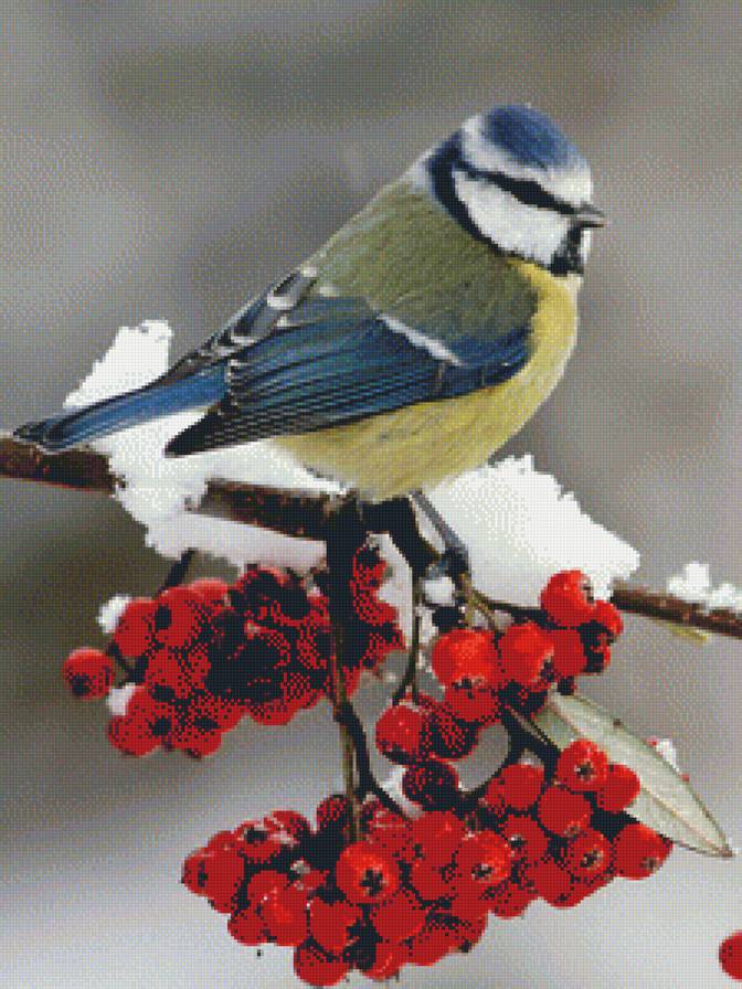 ЗИМА, ПТИЦА - природа, зима, птица - предпросмотр