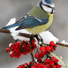 Схема вышивки «ЗИМА, ПТИЦА»